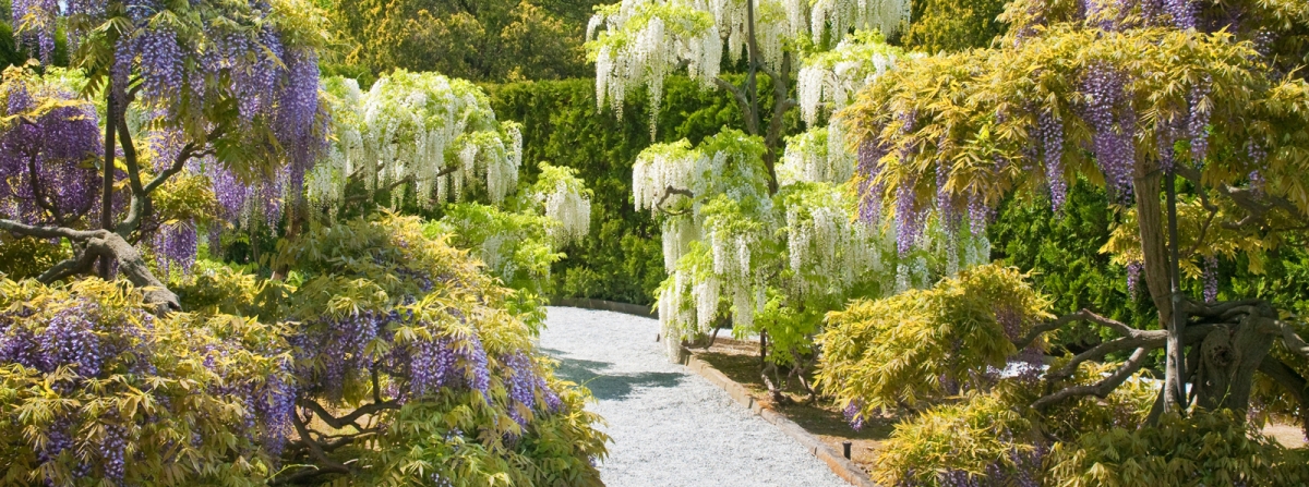 Wisteria Garden at Longwood Gardens - Photo Credit: Longwood Gardens