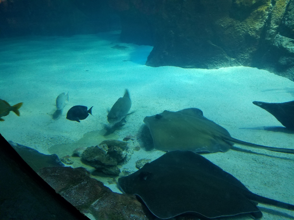 Cownose Rays Cownose Rays