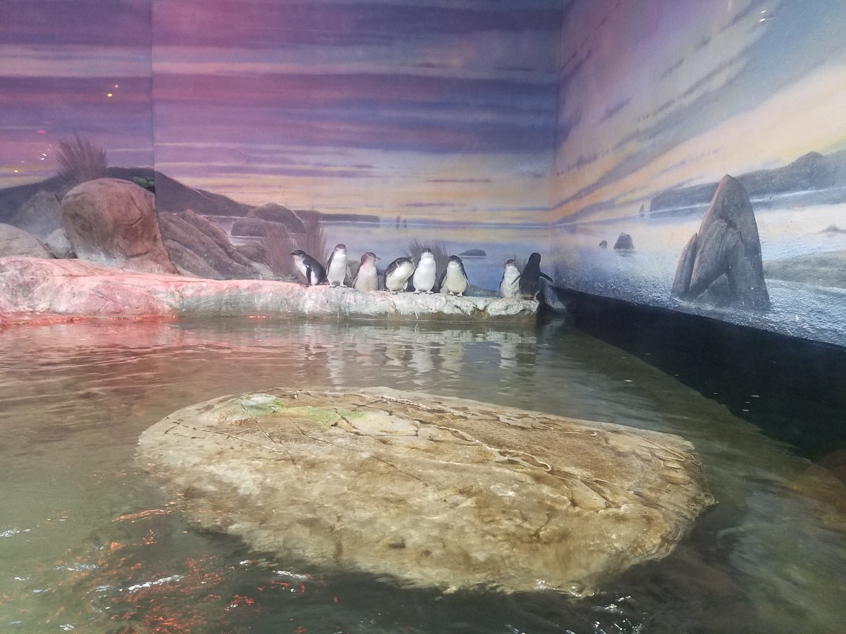 Australian Penguins Australian Penguins