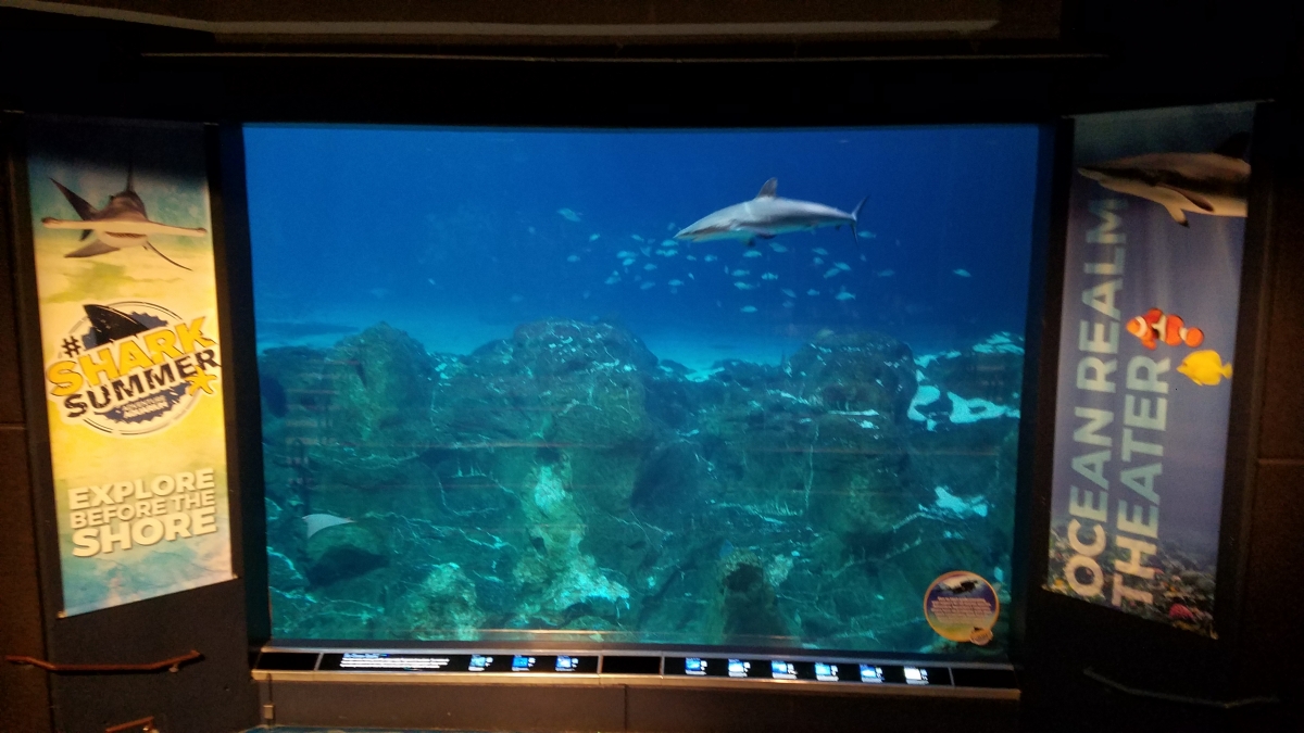 Ocean Realm viewing Area Ocean Realm viewing Area