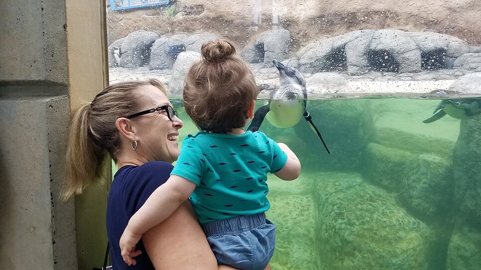 African Penguins swim in Penguin Park African Penguins swim in Penguin Park