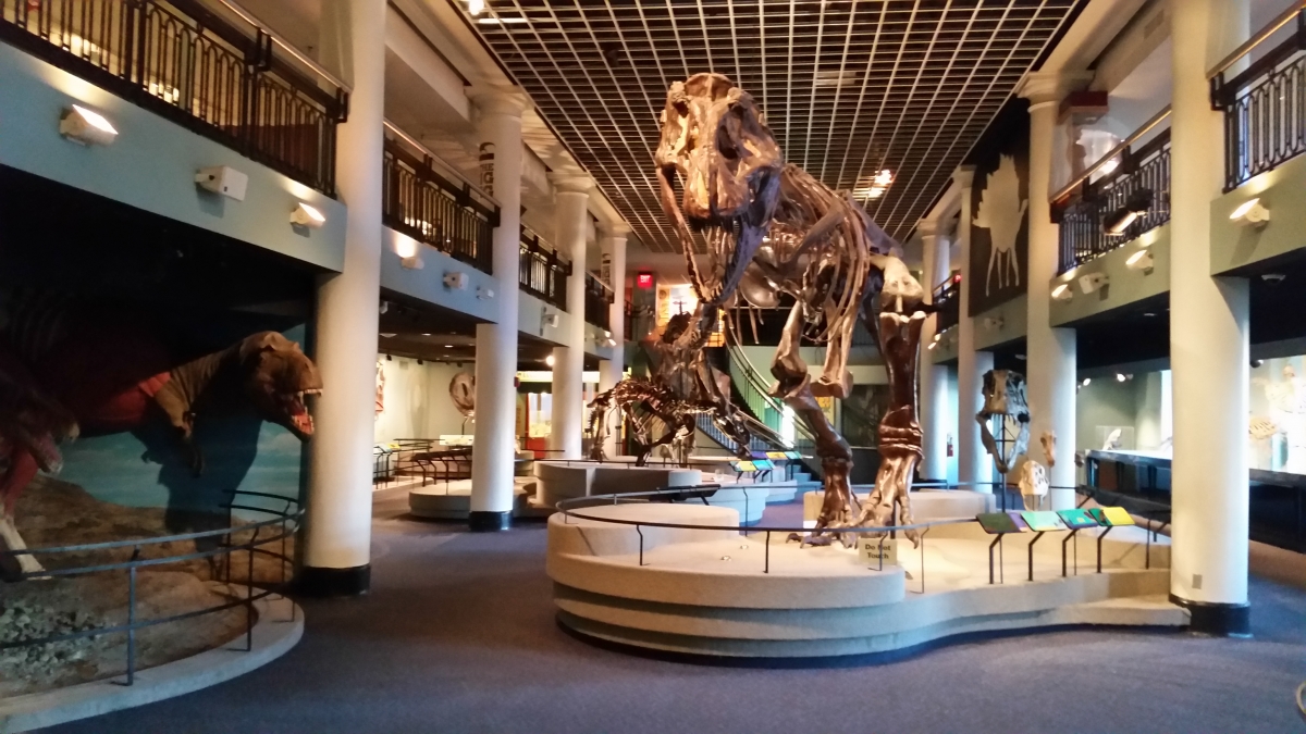 Tyrannosaurus Rex in Dinosaur Hall