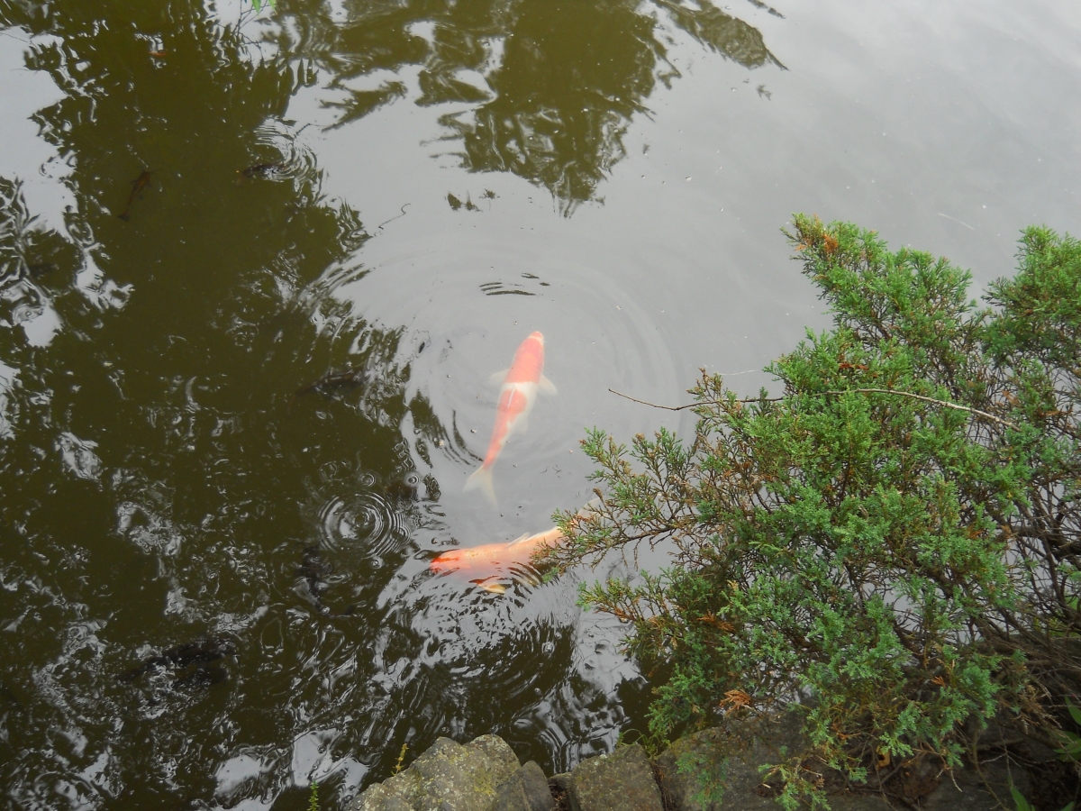 Koi Pond, Shofuso Japanese House and Garden
