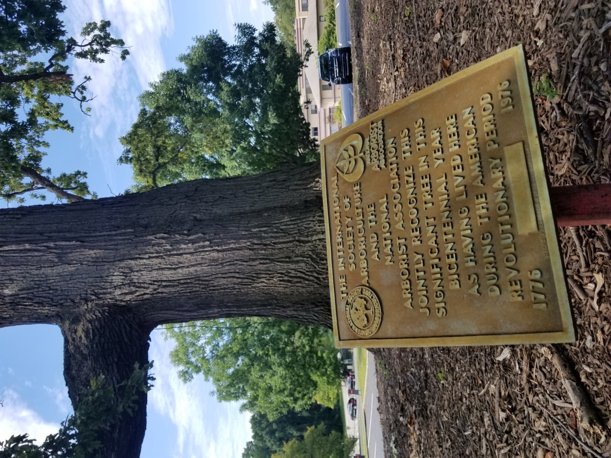 Historic Oak Tree ("Penn Tree") Predating the American Revolution, 401 City Avenue, Bala Cynwyd, Pennsylvania