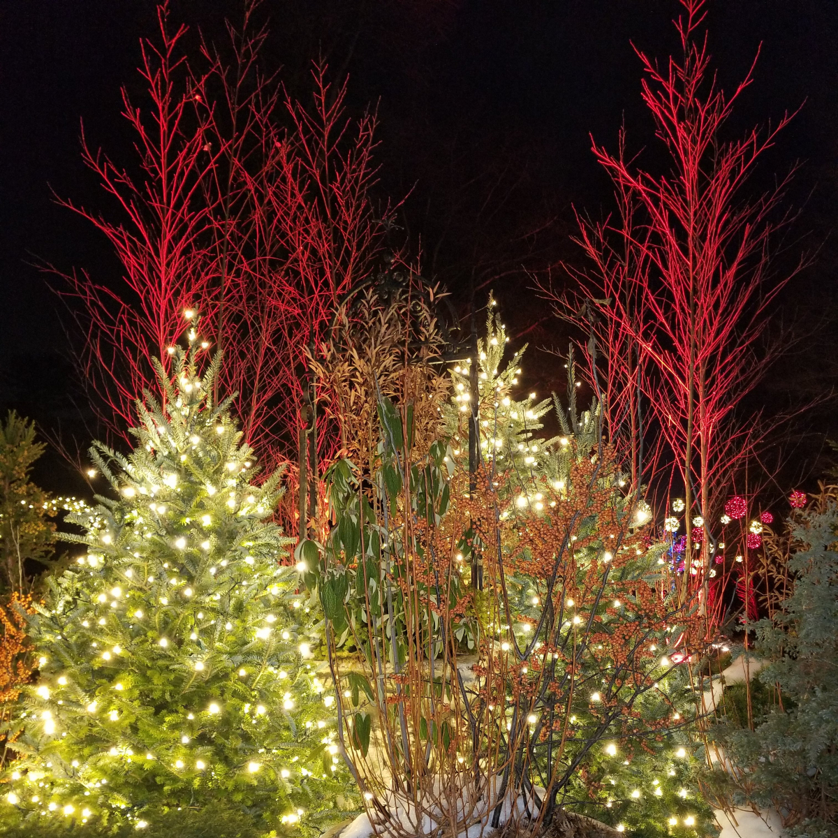 A Longwood Christmas, Longwood Gardens
