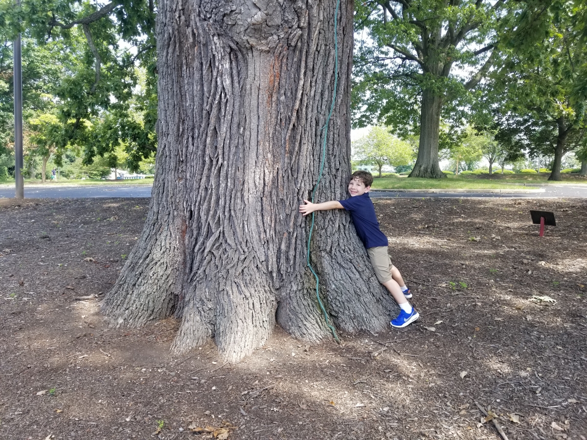 Historic Oak Tree ("Penn Tree") Predating the American Revolution, 401 City Avenue, Bala Cynwyd, Pennsylvania