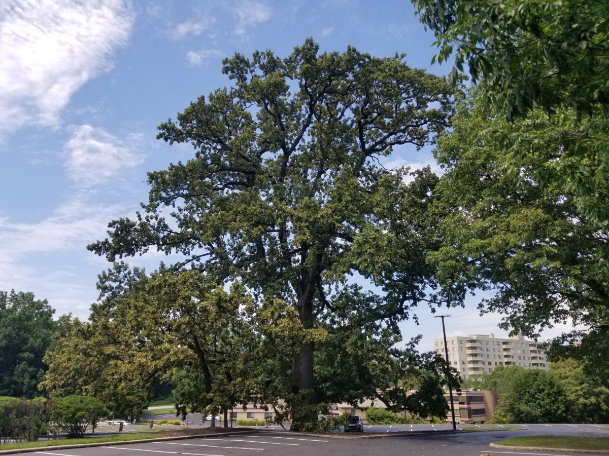 Historic Oak Tree ("Penn Tree") Predating the American Revolution, 401 City Avenue, Bala Cynwyd, Pennsylvania